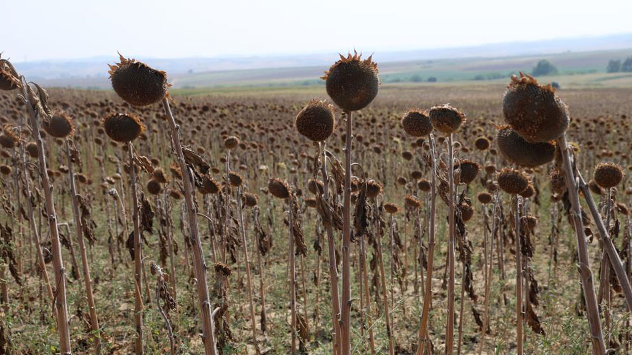 Foto - Verim yarı yarıya düştü! Kuraklık vurdu, hasat erken başladı