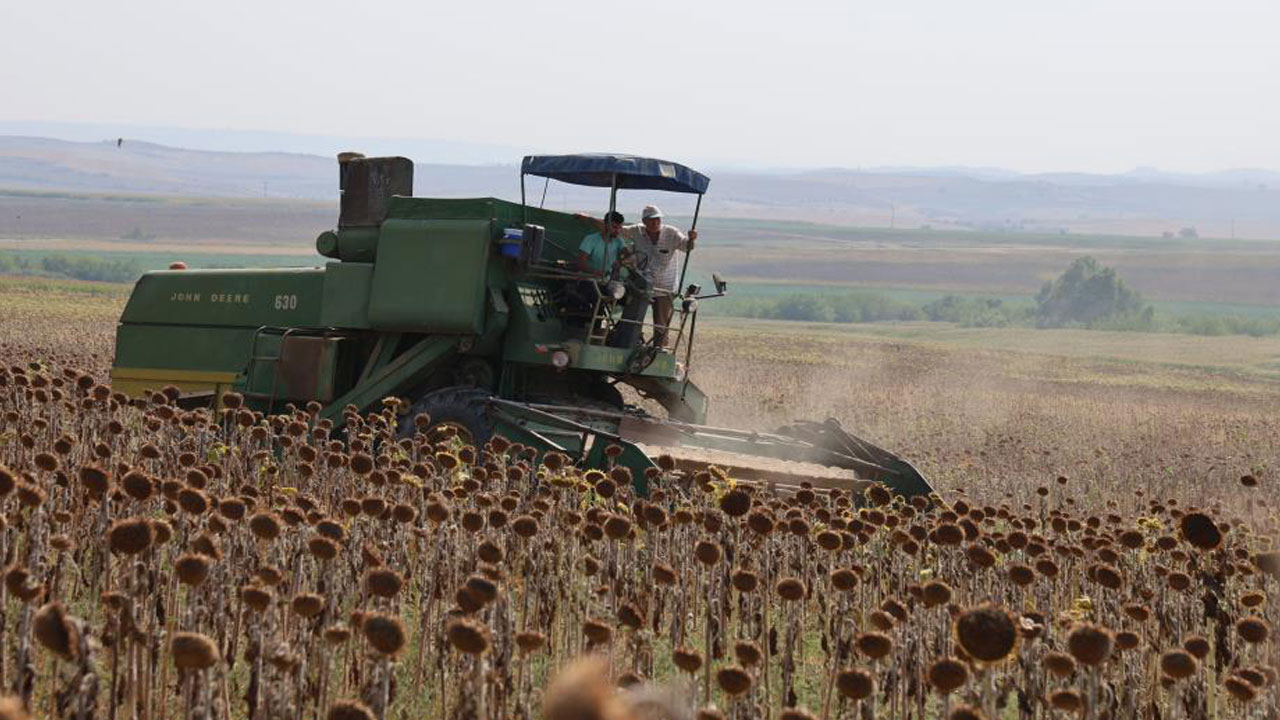 Foto - Verim yarı yarıya düştü! Kuraklık vurdu, hasat erken başladı