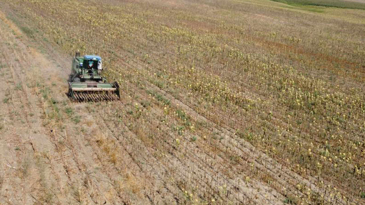 Foto - Verim yarı yarıya düştü! Kuraklık vurdu, hasat erken başladı