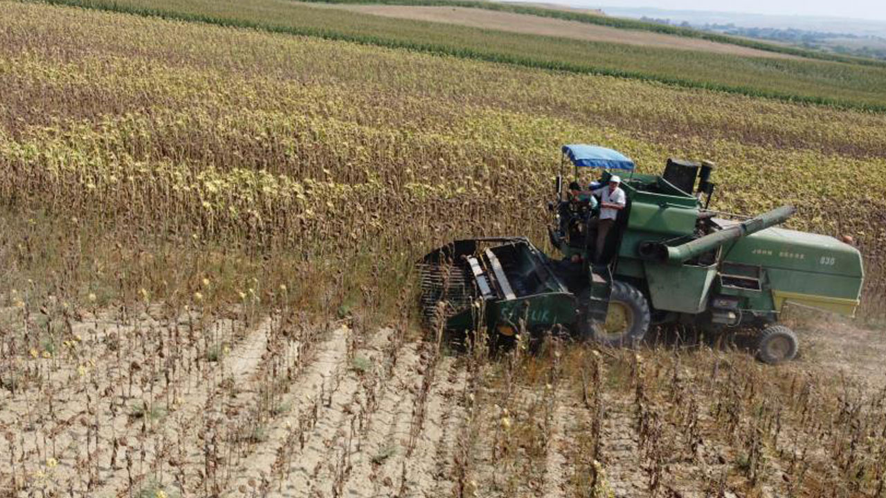 Foto - Verim yarı yarıya düştü! Kuraklık vurdu, hasat erken başladı