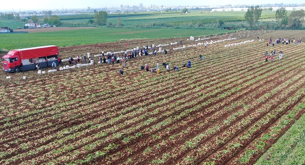 Foto - Verim yüksek, hasat başladı! 'Fiyatlar düşüşe geçecek'