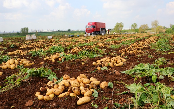 Verim yüksek, hasat başladı! 'Fiyatlar düşüşe geçecek'