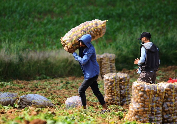 Foto - Verim yüksek, hasat başladı! 'Fiyatlar düşüşe geçecek'