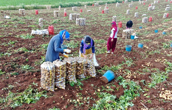 Foto - Verim yüksek, hasat başladı! 'Fiyatlar düşüşe geçecek'