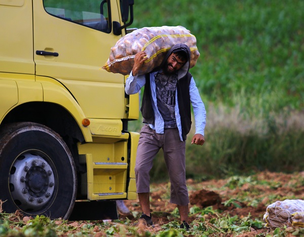 Foto - Verim yüksek, hasat başladı! 'Fiyatlar düşüşe geçecek'