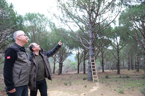 Foto - Verim yüzde 60 oldu! Kilosu 600 TL'den satılıyor