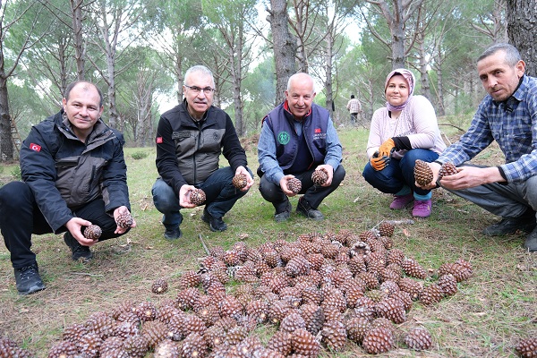 Foto - Verim yüzde 60 oldu! Kilosu 600 TL'den satılıyor