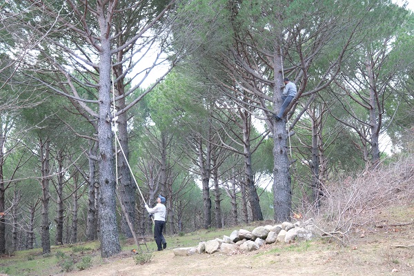 Foto - Verim yüzde 60 oldu! Kilosu 600 TL'den satılıyor