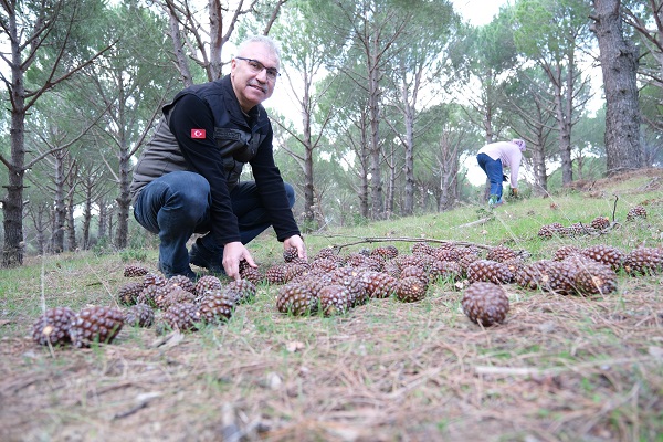 Foto - Verim yüzde 60 oldu! Kilosu 600 TL'den satılıyor