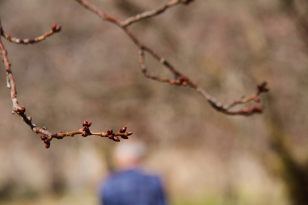 Foto - Verimde kayıp tehlikesi! Kayısı üreticilerinin endişeli bekleyişi