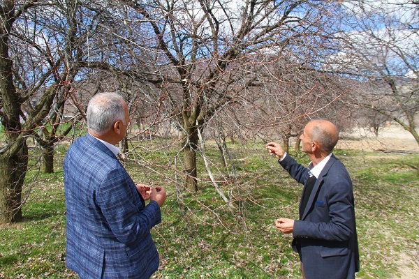 Foto - Verimde kayıp tehlikesi! Kayısı üreticilerinin endişeli bekleyişi