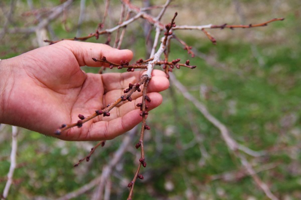Verimde kayıp tehlikesi! Kayısı üreticilerinin endişeli bekleyişi