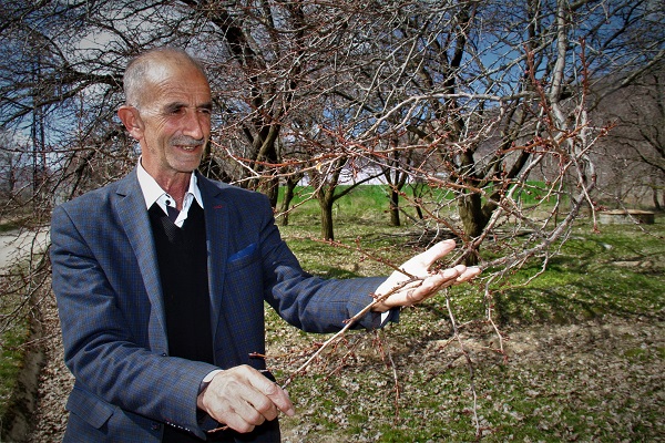 Foto - Verimde kayıp tehlikesi! Kayısı üreticilerinin endişeli bekleyişi