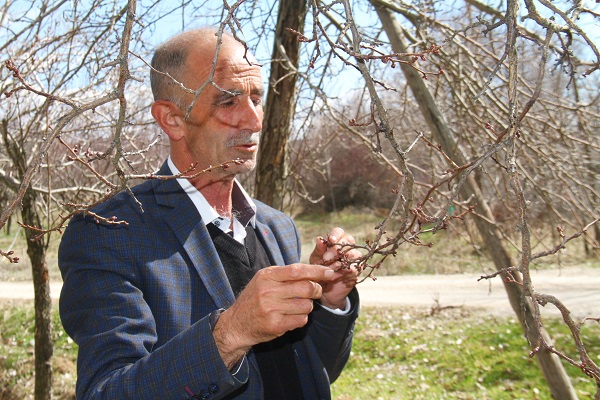 Foto - Verimde kayıp tehlikesi! Kayısı üreticilerinin endişeli bekleyişi