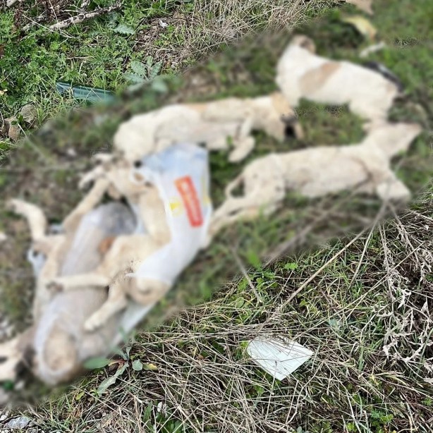 Foto - Vicdanları sızlatan manzara! Yolda ölü köpekler bulundu