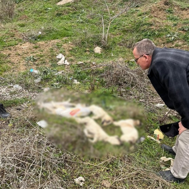 Foto - Vicdanları sızlatan manzara! Yolda ölü köpekler bulundu