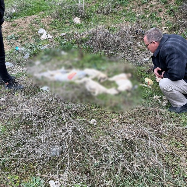 Foto - Vicdanları sızlatan manzara! Yolda ölü köpekler bulundu