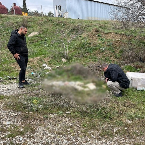 Vicdanları sızlatan manzara! Yolda ölü köpekler bulundu