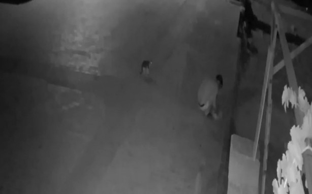 Foto - Vicdansızlar! Kedileri poşetin içine koyup...