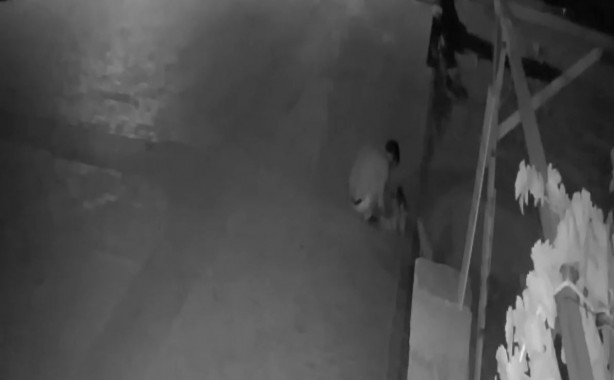 Vicdansızlar! Kedileri poşetin içine koyup...