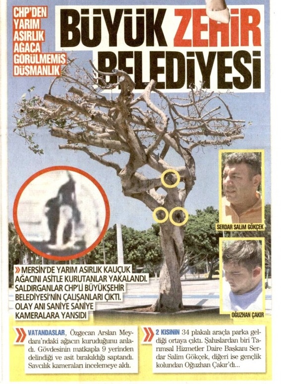 Foto - Vicdansızlar! Yarım asırlık ağacın katilleri bakın kim çıktı