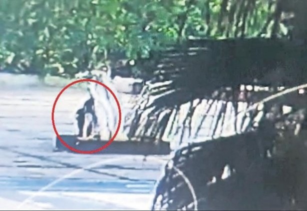 Foto - Vicdansızlar! Yarım asırlık ağacın katilleri bakın kim çıktı