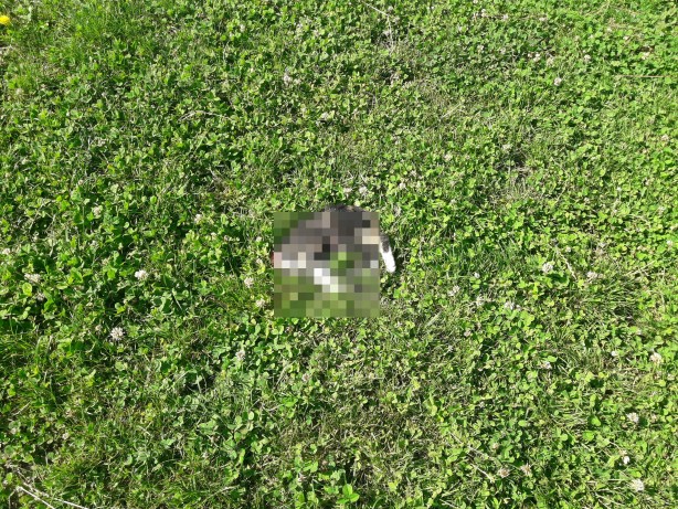 Foto - Vicdansızlık! Başı kesilmiş kediler vatandaşları tedirgin etti