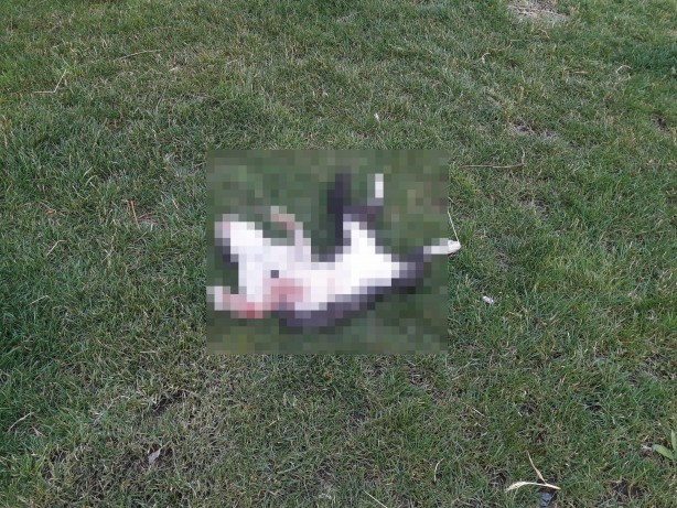 Foto - Vicdansızlık! Başı kesilmiş kediler vatandaşları tedirgin etti