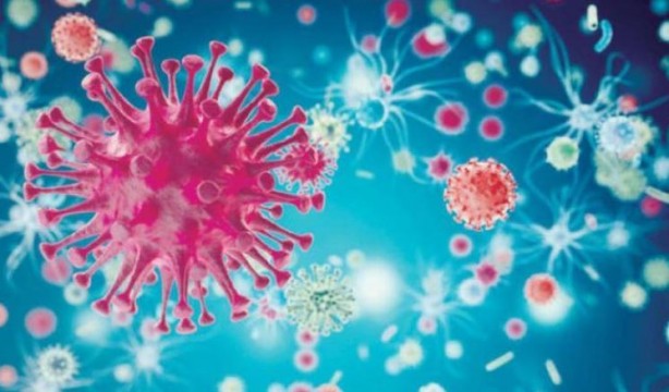 Foto - Virüsleri yeniden programladılar