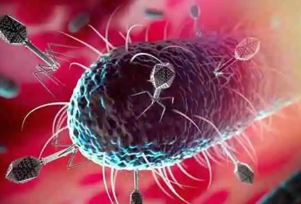 Foto - Virüsleri yeniden programladılar