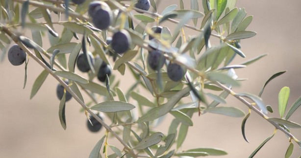 Foto - Virüsleri yok eden çay! Günde 3 bardağı yetiyor