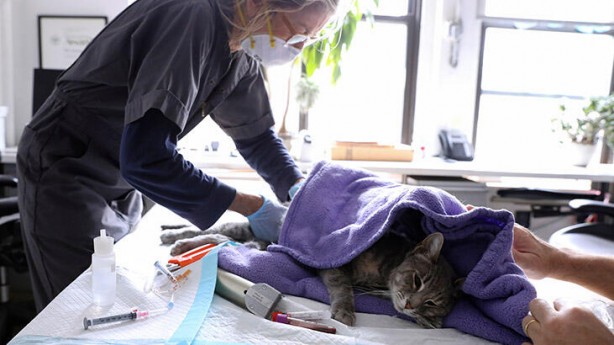 Foto - Virüsün yayılma hızını ne etkiliyor? Malezya, Singapur ve Hong Kong'da vaka sayısının düşük olmasının nedeni