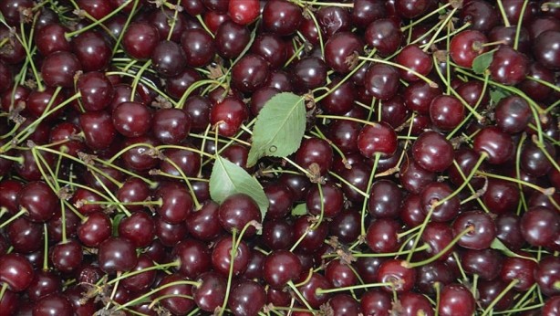 Foto - Vişne ekşiyken kiraz bakın neden tatlıymış! Duyunca şaşıracaksınız
