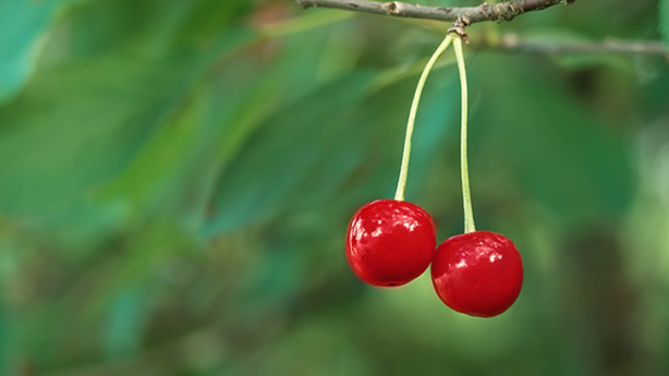 Vişne ekşiyken kiraz bakın neden tatlıymış! Duyunca şaşıracaksınız