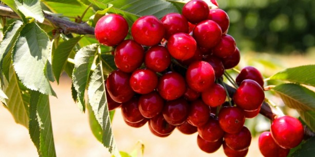 Foto - Vişne ekşiyken kiraz bakın neden tatlıymış! Duyunca şaşıracaksınız