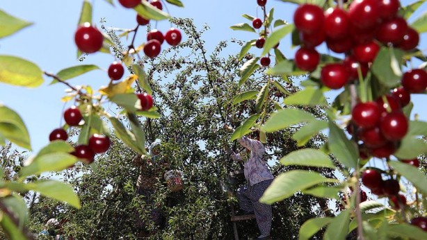 Foto - Vişne ekşiyken kiraz bakın neden tatlıymış! Duyunca şaşıracaksınız