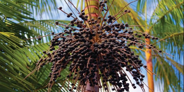 Foto - Vitamin ilaçlarını çöpe attırır! Bu meyve, tam bir vitamin bombası! Günde bir avuç yiyen top atsan yıkılmıyor! Faydası saymakla bitmez