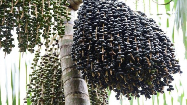 Vitamin ilaçlarını çöpe attırır! Bu meyve, tam bir vitamin bombası! Günde bir avuç yiyen top atsan yıkılmıyor! Faydası saymakla bitmez