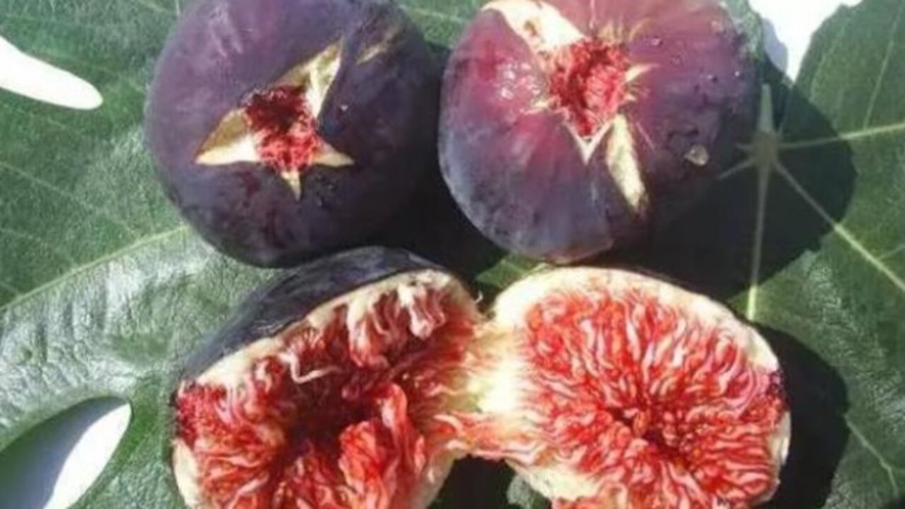 Foto - Vitamin ve kalsiyum deposu! İşte siyah incir hakkında bilinmesi gerekenler