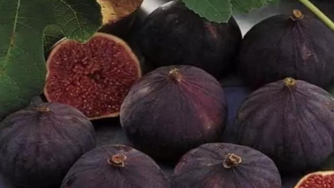 Foto - Vitamin ve kalsiyum deposu! İşte siyah incir hakkında bilinmesi gerekenler