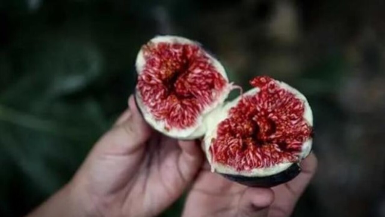 Foto - Vitamin ve kalsiyum deposu! İşte siyah incir hakkında bilinmesi gerekenler