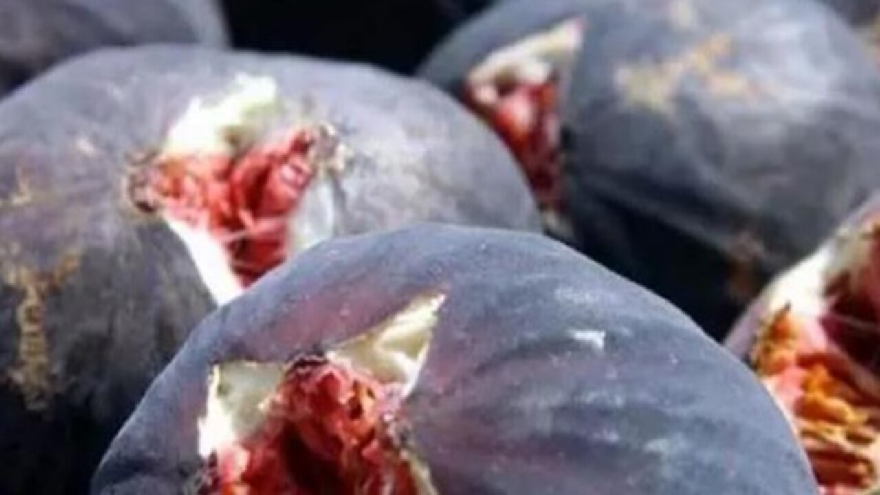 Foto - Vitamin ve kalsiyum deposu! İşte siyah incir hakkında bilinmesi gerekenler