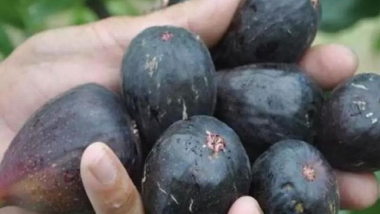 Foto - Vitamin ve kalsiyum deposu! İşte siyah incir hakkında bilinmesi gerekenler