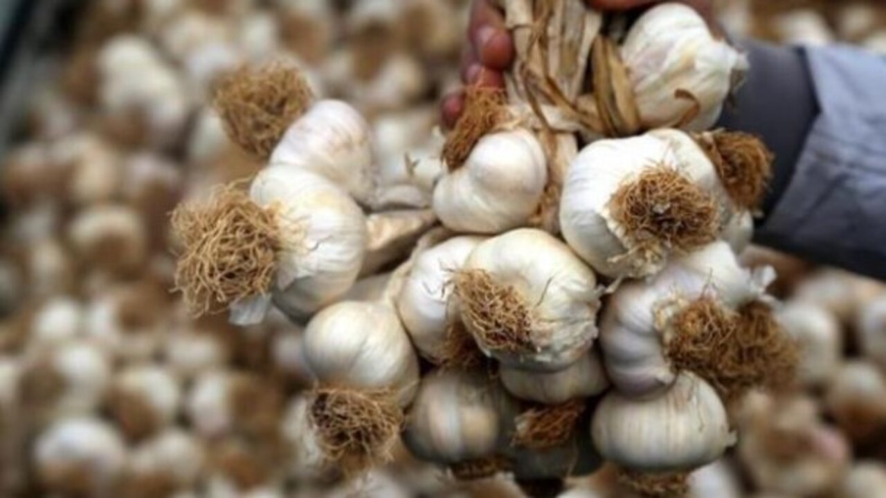 Vitaminleri daha kalıcı hale getiriyor! İşte sarımsakta 10 dakika kuralı