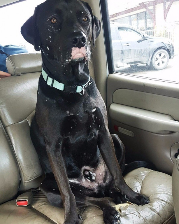 Foto - Vitiligo hastalığına sahip sevimli hayvanlar