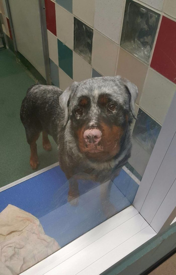 Foto - Vitiligo hastalığına sahip sevimli hayvanlar