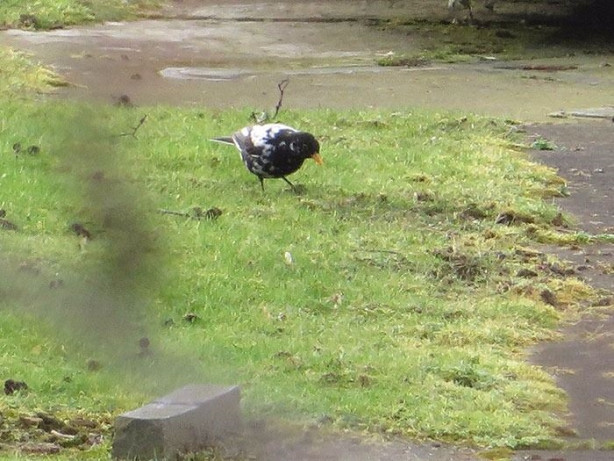 Foto - Vitiligo hastalığına sahip sevimli hayvanlar