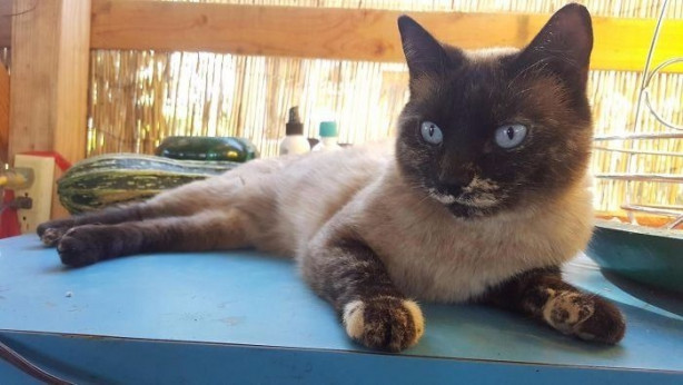 Foto - Vitiligo hastalığına sahip sevimli hayvanlar