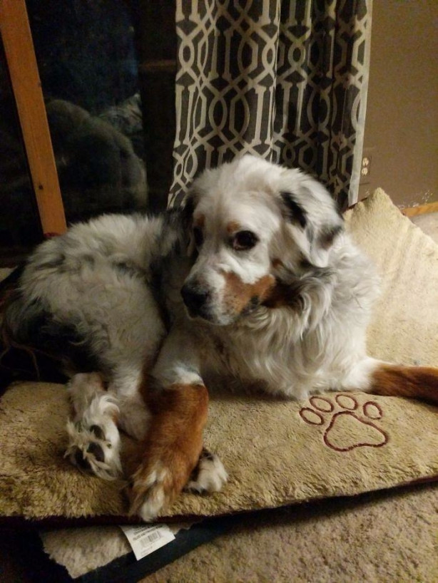 Foto - Vitiligo hastalığına sahip sevimli hayvanlar