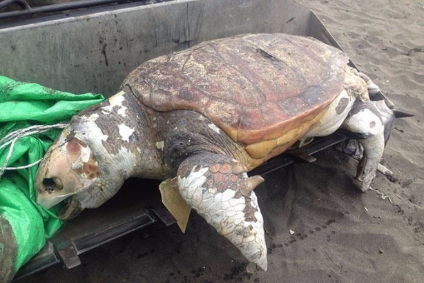 Foto - Vitiligo hastalığına sahip sevimli hayvanlar